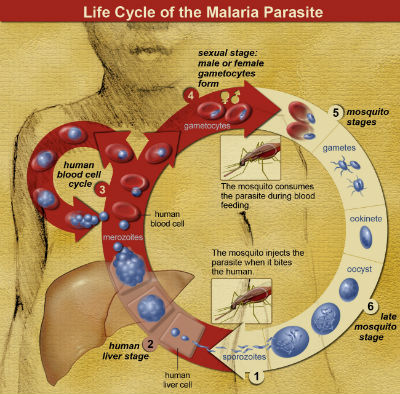 Life Cycle of the Malaria Parasite2017